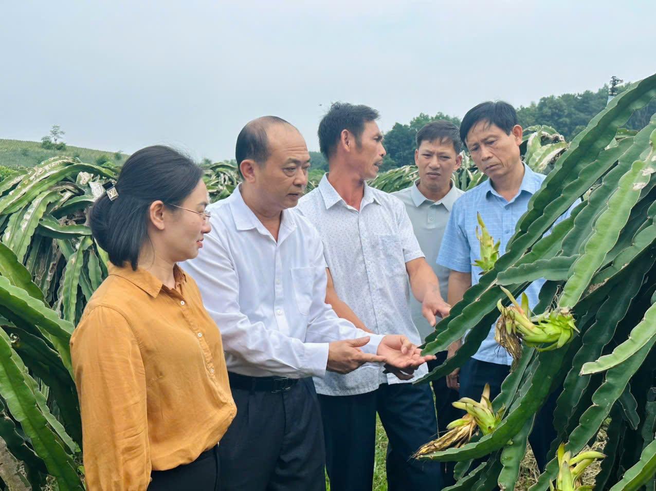 thanh-long-1_1791714780.jpg