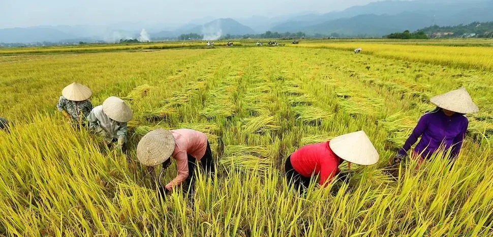 Nâng mức hỗ trợ bảo hiểm nông nghiệp lên 95%
