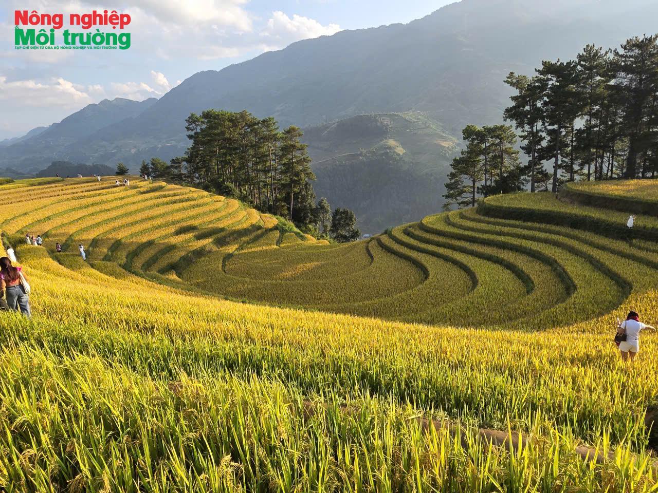 Mù Cang Chải: Mùa vàng gọi bước chân du khách