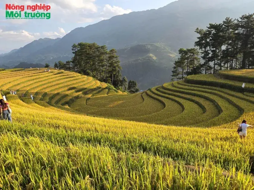 Mù Cang Chải: Mùa vàng gọi bước chân du khách