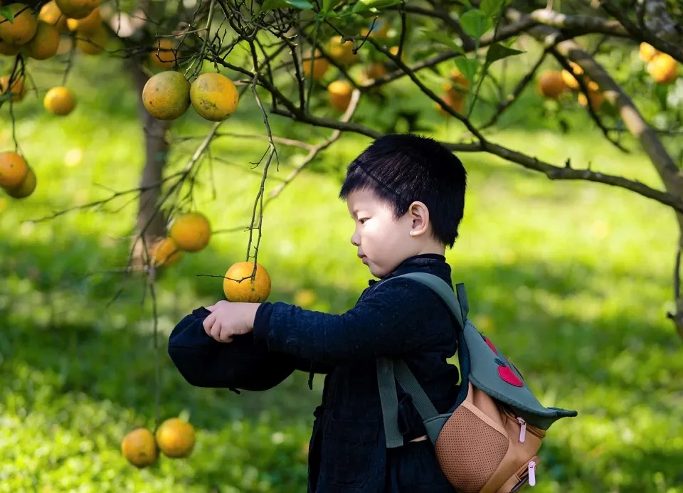 Cam Cao Phong: Từ nông sản truyền thống đến thương hiệu OCOP 4 sao