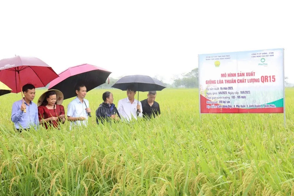 Kinh tế tập thể làm bệ đỡ cho thương hiệu nông sản Nhân Lý