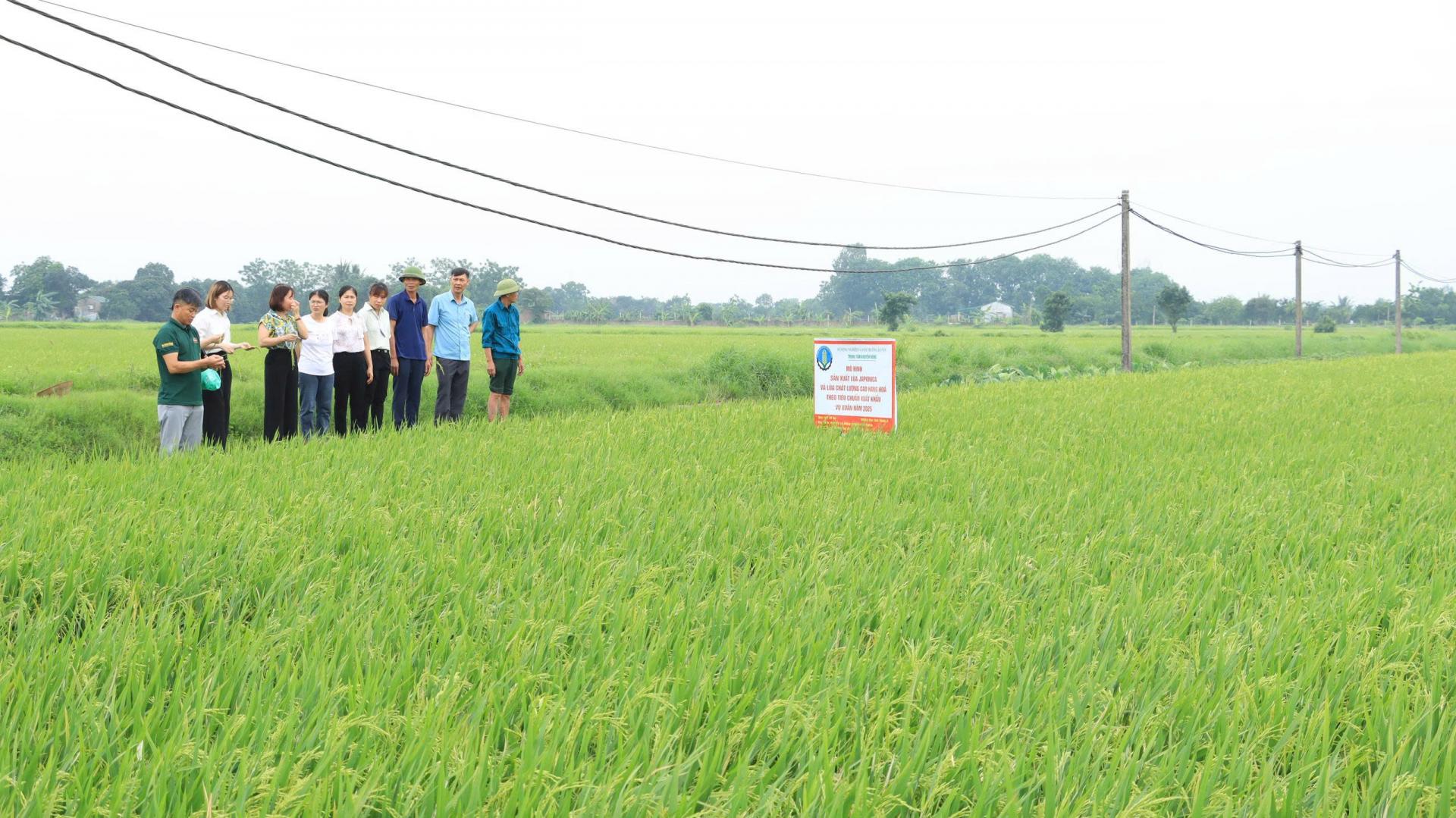 Tổ chức lại Trung tâm Khuyến nông Hà Nội: Tinh gọn để nâng cao chất lượng