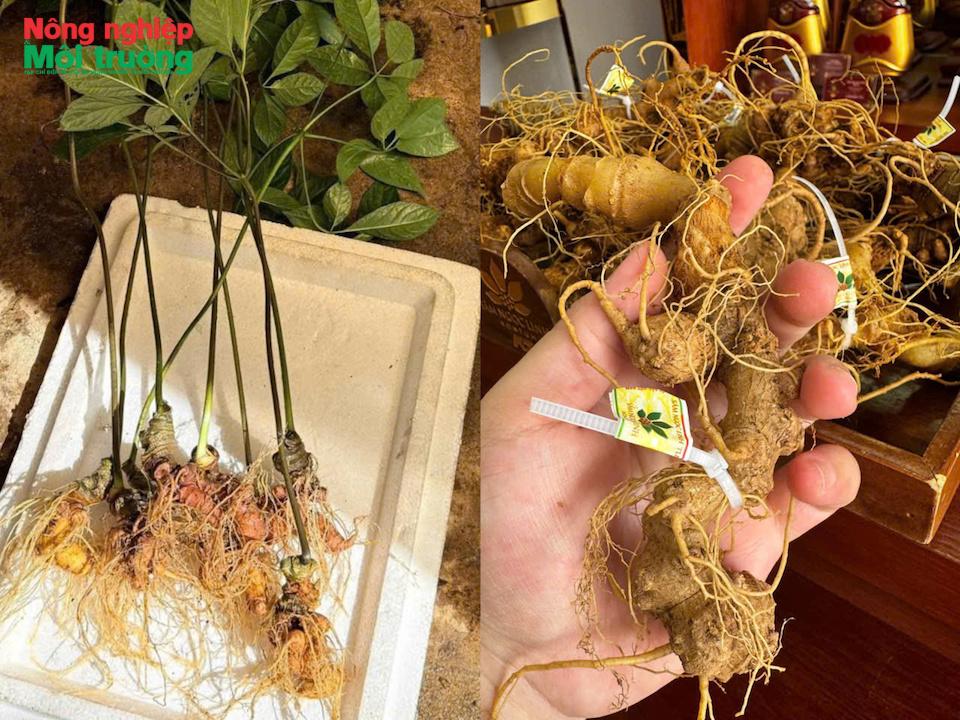 Sâm Ngọc Linh: Giá nào cũng có nhưng thật giả khó phân