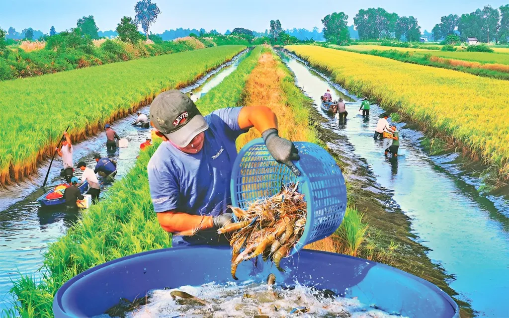 Cà Mau định vị nuôi tôm nước lợ là trụ cột tăng trưởng ngành thủy sản trong giai đoạn mới