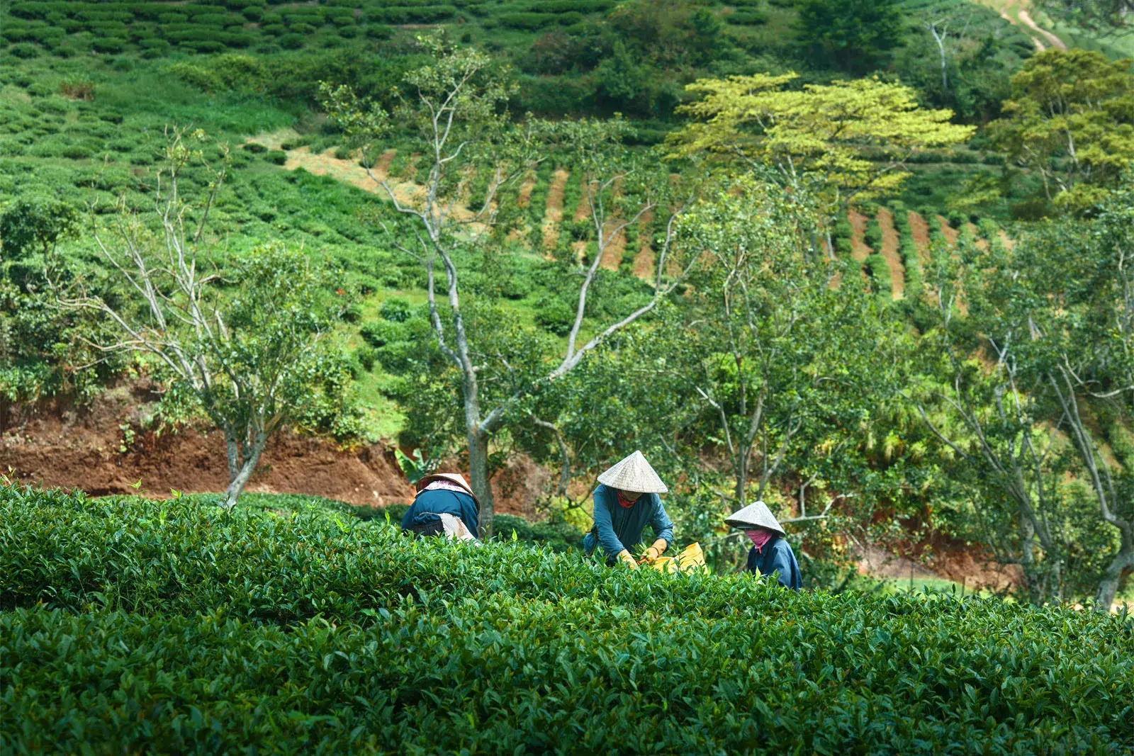 tea-plantation-da-lat-vietnam.jpg-2_1772440855.webp