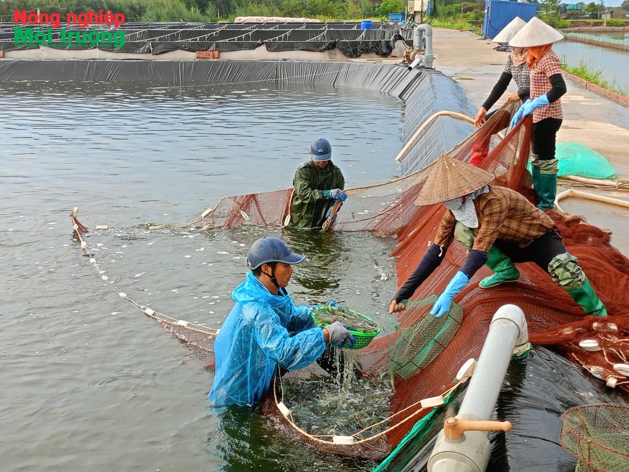 a-1-thu-hoach-tom-tai-cong-ty-tnhh-cuu-dung-xa-giao-phuc_1785643260.jpg