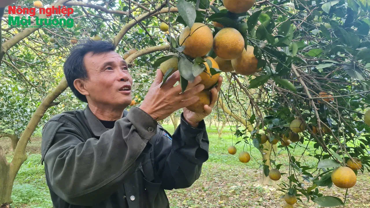 Nghệ An xây dựng vùng chuyên canh cây có múi theo hướng hữu cơ