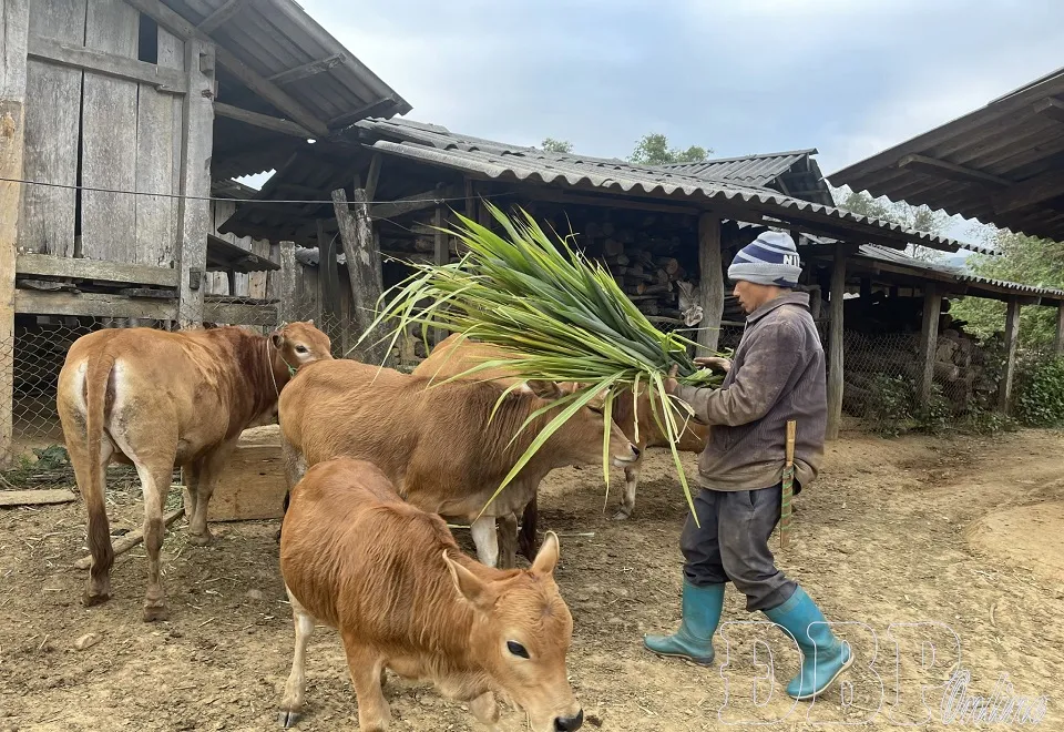 Kỳ 2: Sinh kế chống chịu khí hậu - hướng đi bền vững cho giảm nghèo giai đoạn 2025-2030