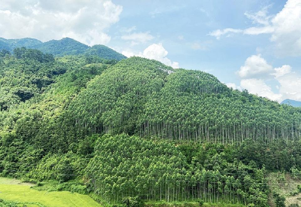thuc-day-chi-tra-dich-vu-moi-truong-rung-nham-hap-thu-va-luu-giu-cac-bon-goc-nhin-tu-phap-luat-quoc-te--phap-luat-mot-so-quoc-gia-va-kien-nghi-cho-viet-nam_67fe0ca359b07_1780479073.jpg