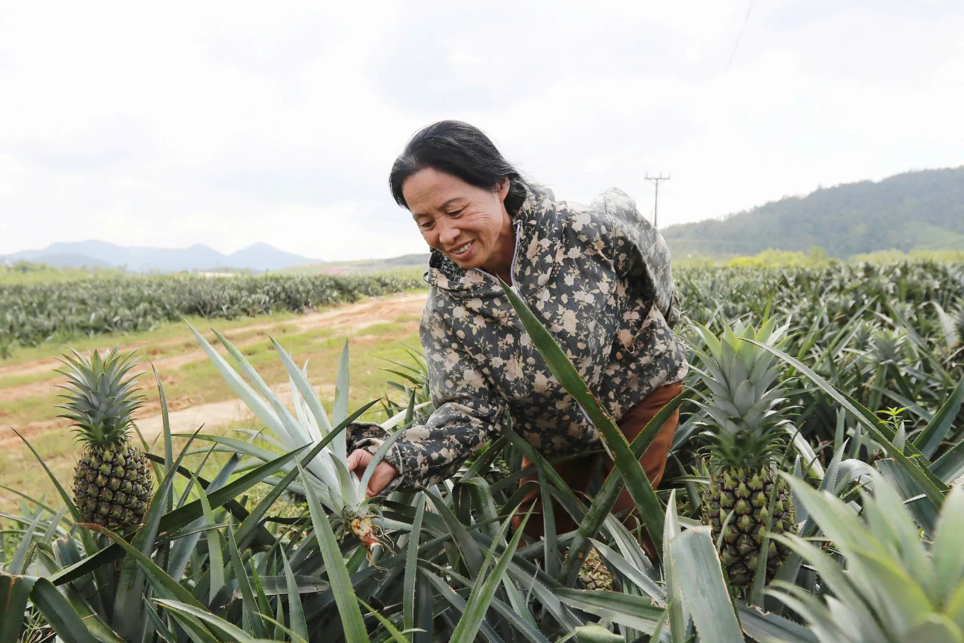 Trồng dứa liên kết mở ra sinh kế mới cho người dân Hà Tĩnh