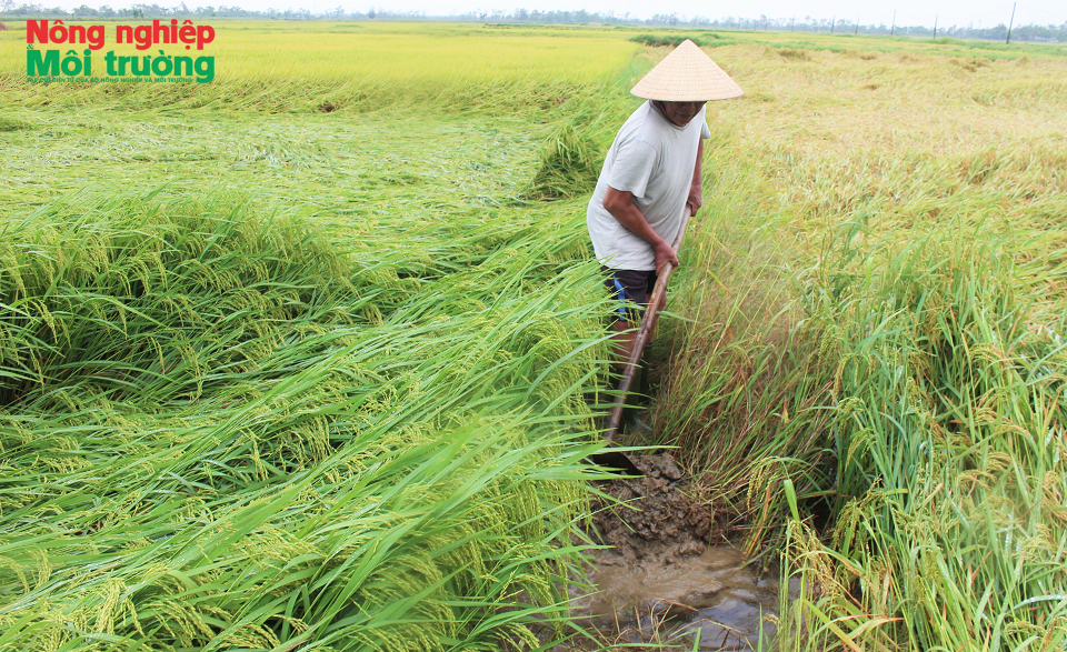 Hà Tĩnh: Dông lốc trong đêm, hàng nghìn ha lúa gục ngã trước mùa gặt