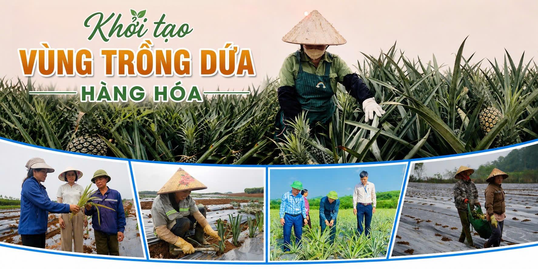 Bài 1: Khởi tạo vùng trồng dứa hàng hóa