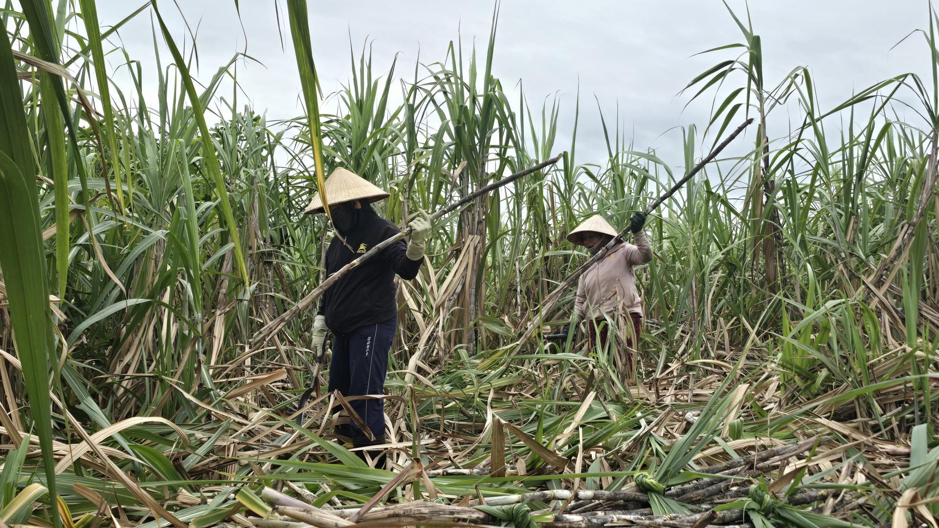 Gia hạn thêm 5 năm thuế chống bán phá giá, chống trợ cấp với đường mía Thái Lan