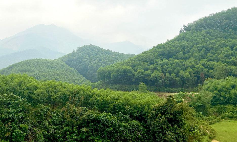 lam-nghiep_1788491701.jpg