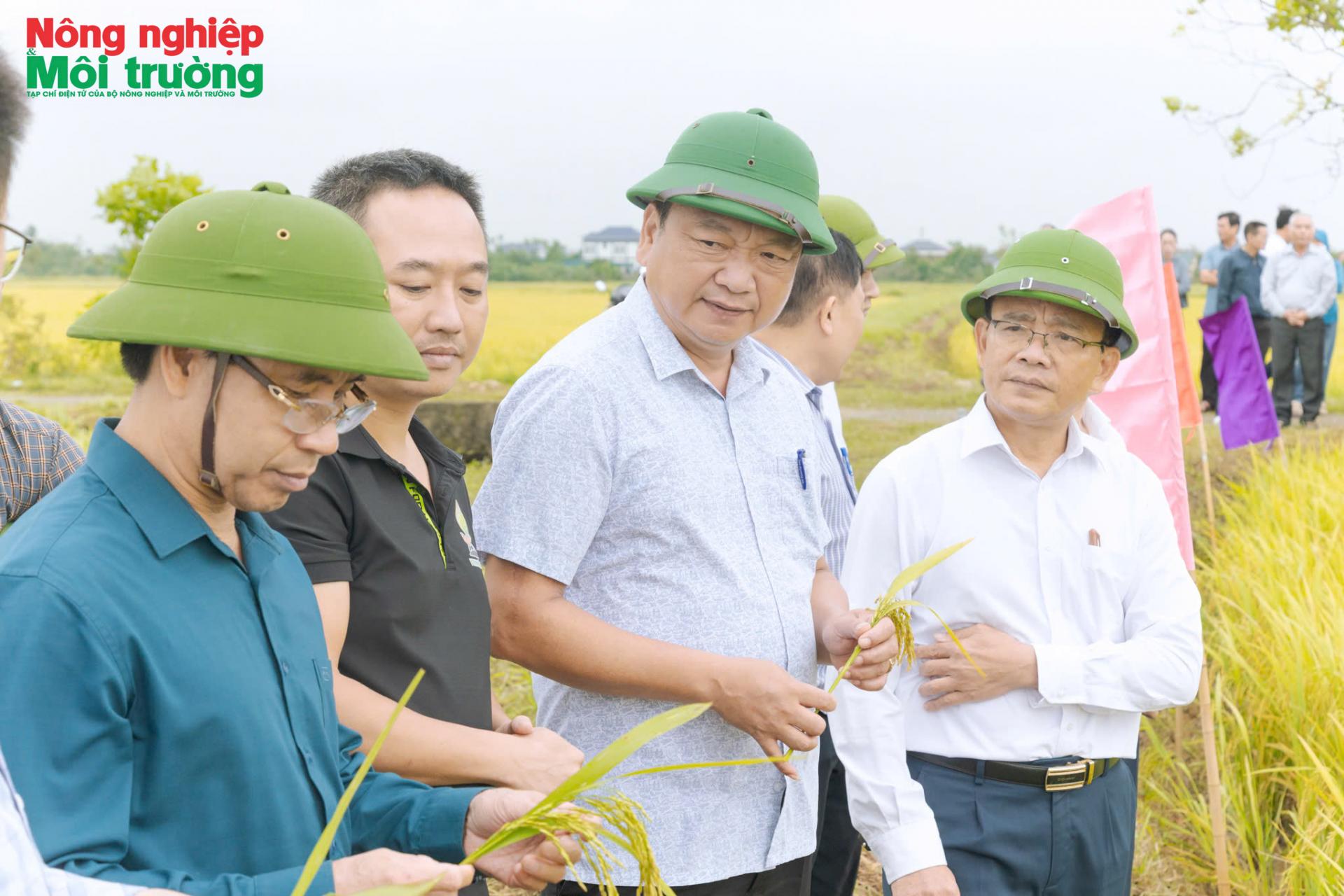 Hiệu quả rõ nét từ mô hình SRI hữu cơ giảm phát thải ở Hà Tĩnh