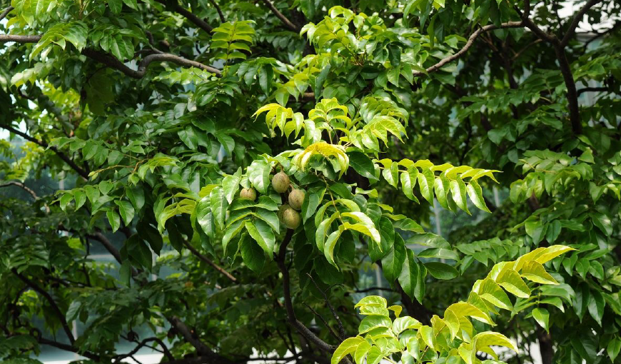 Kết quả tuyển chọn cây trội lát hoa (Chukrasia tabularis A. Juss) tại tỉnh Lạng Sơn