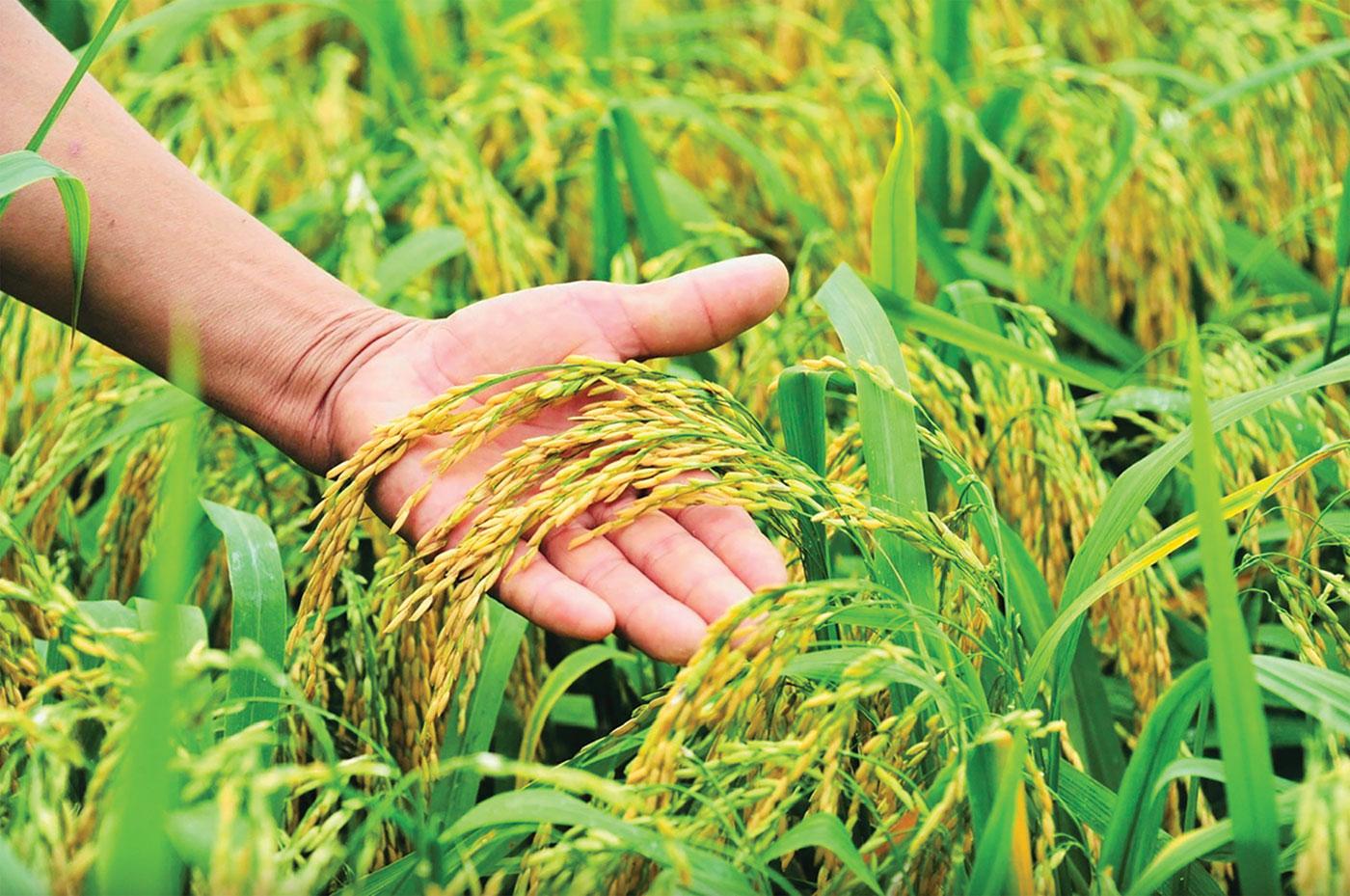 Bộ Tư pháp thẩm định dự thảo sửa đổi, bổ sung một số điều của các nghị định lĩnh vực Nông nghiệp và Môi trường