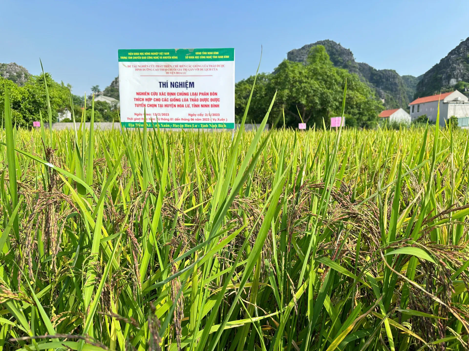 Trồng lúa thảo dược: Hướng đi mới cho nông nghiệp Ninh Bình