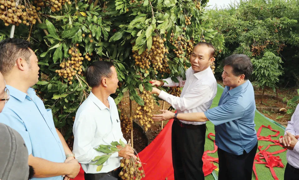 Dấu ấn từ chương trình trồng cây ăn quả trên đất dốc