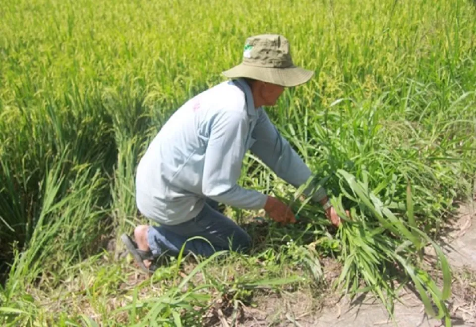 Giải pháp thay thế đốt rơm rạ: Từ mô hình thí điểm đến câu chuyện nhân rộng