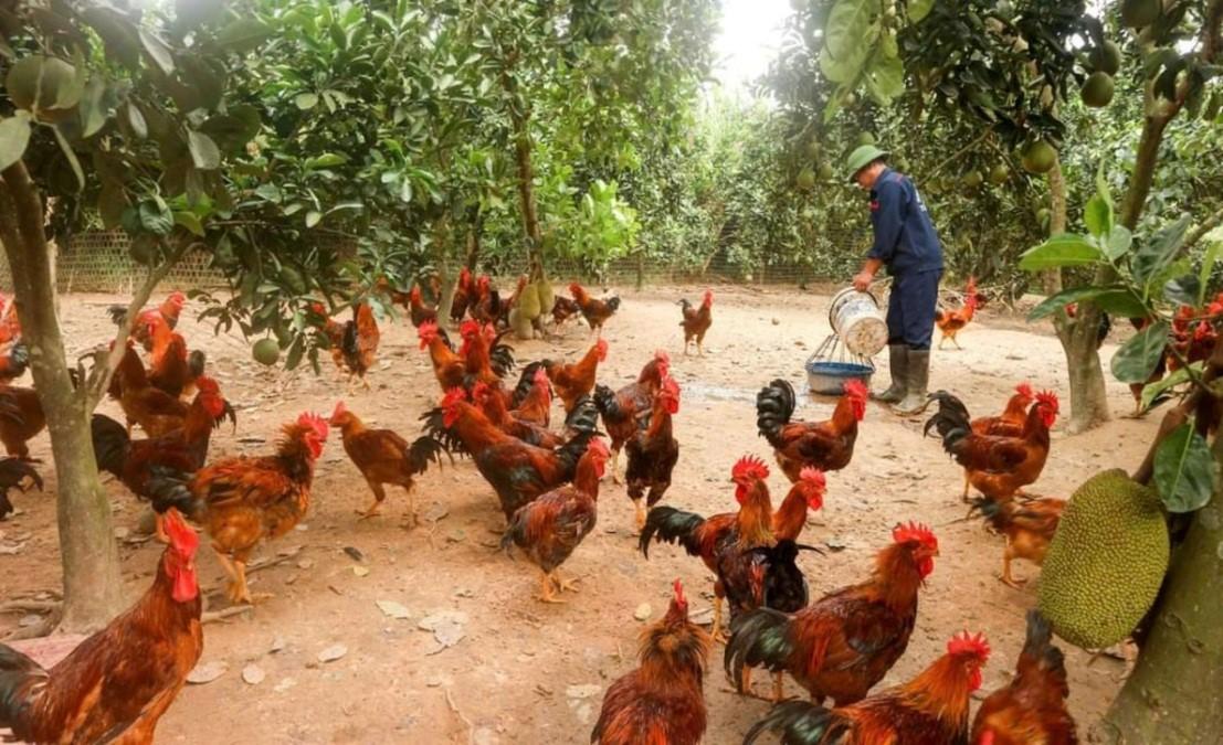 Mô hình chăn nuôi gà thịt bản địa theo hướng hữu cơ và chứng nhận OCOP gắn với liên kết tiêu thụ sản phẩm tại xã Tân Khánh