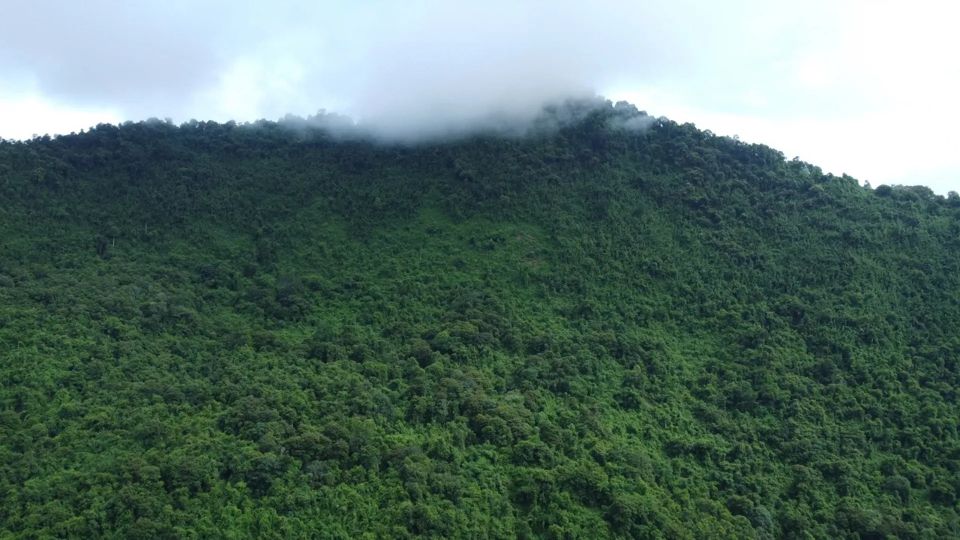 Nghệ An: Phát triển lâm nghiệp bền vững hướng tới trung tâm chế biến lâm sản Bắc Trung Bộ