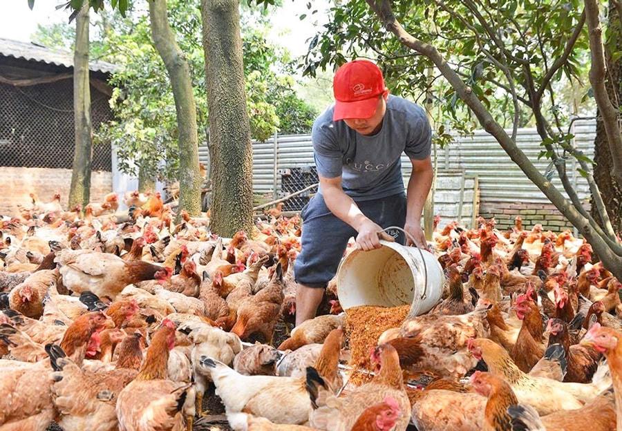 Tái cấu trúc ngành Chăn nuôi: Kiến tạo chuỗi giá trị bền vững trong giai đoạn phát triển mới