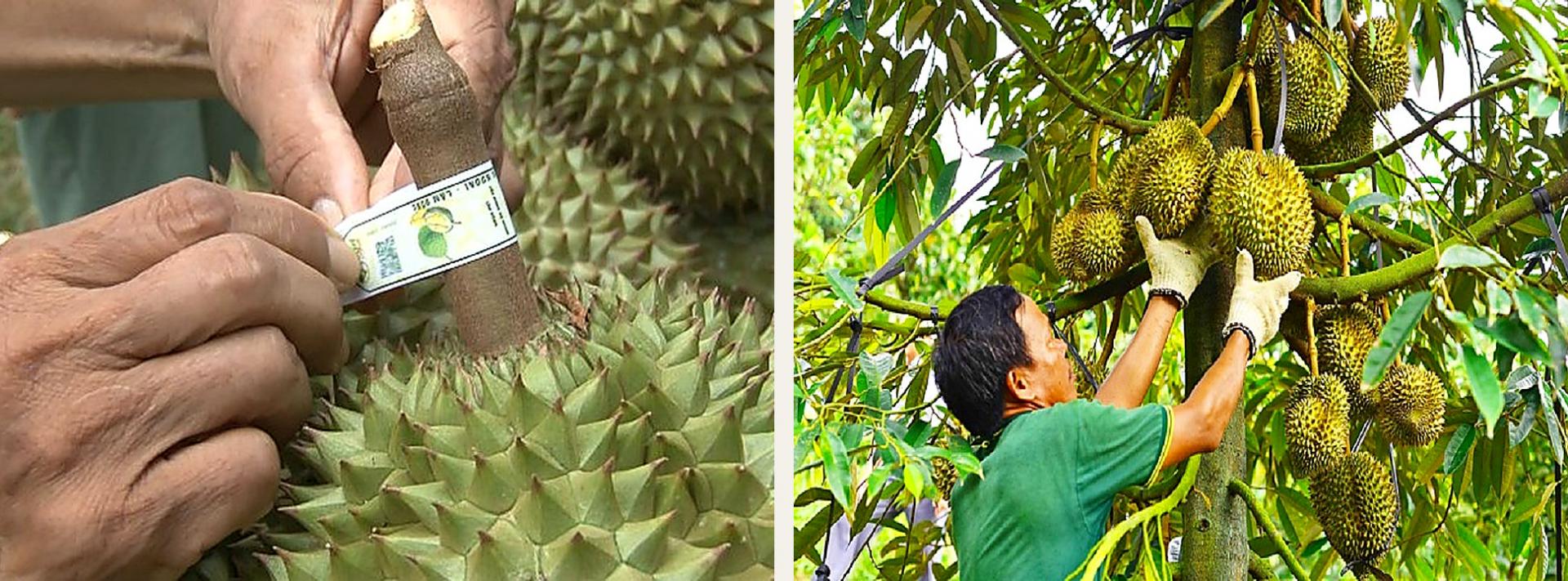 anh-sau-rieng_1788769580.jpg