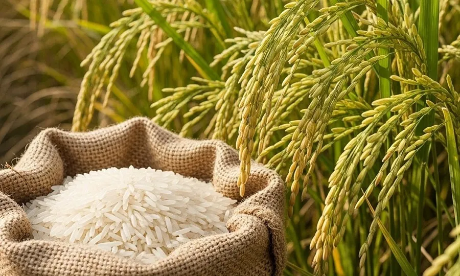 Việt Nam tiên phong trở thành Quốc gia đầu tiên sản xuất và xuất khẩu gạo carbon thấp