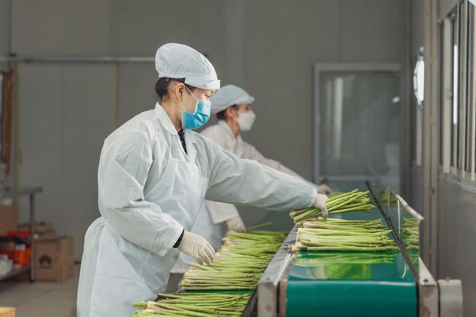 Trang trại Tiên Tiến: “Bệ phóng” đưa măng tây hữu cơ vươn mình trên vùng đất cát