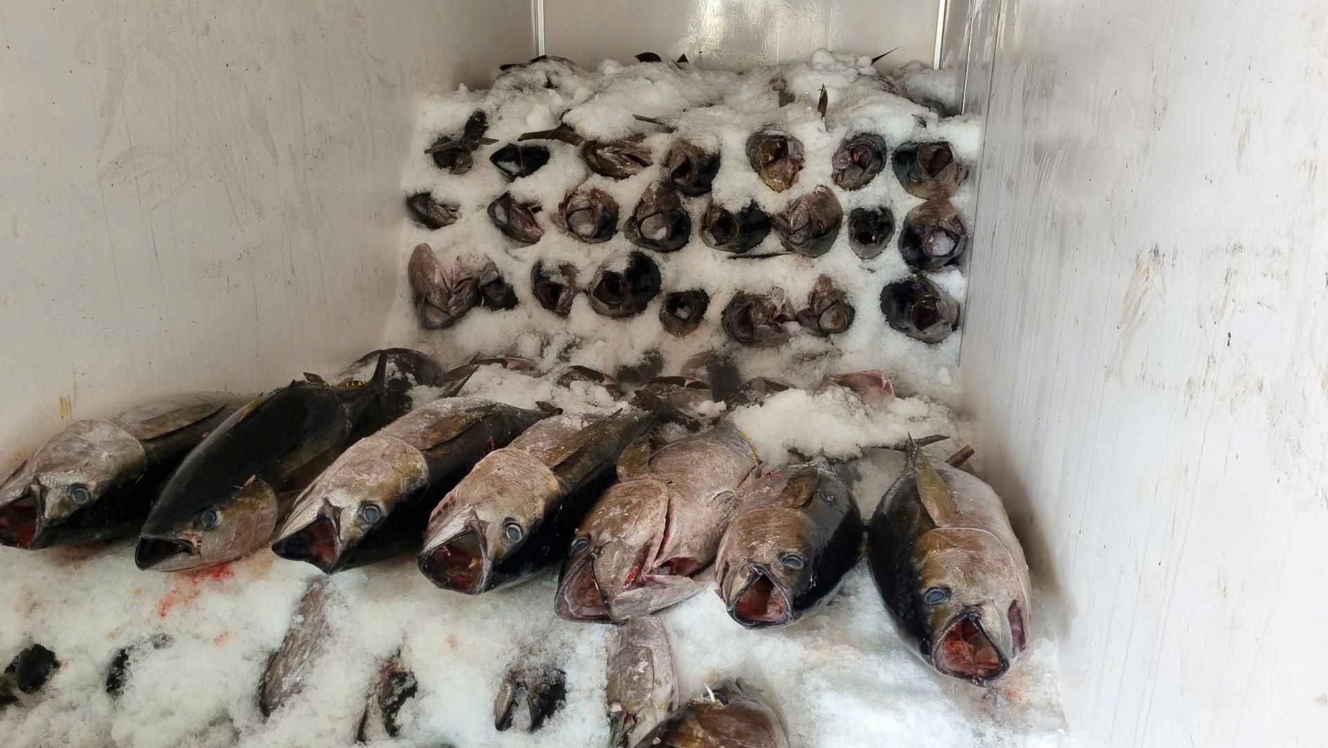 Nông nghiệp Khánh Hòa chuyển dịch theo hướng nâng cao chất lượng, hiệu quả