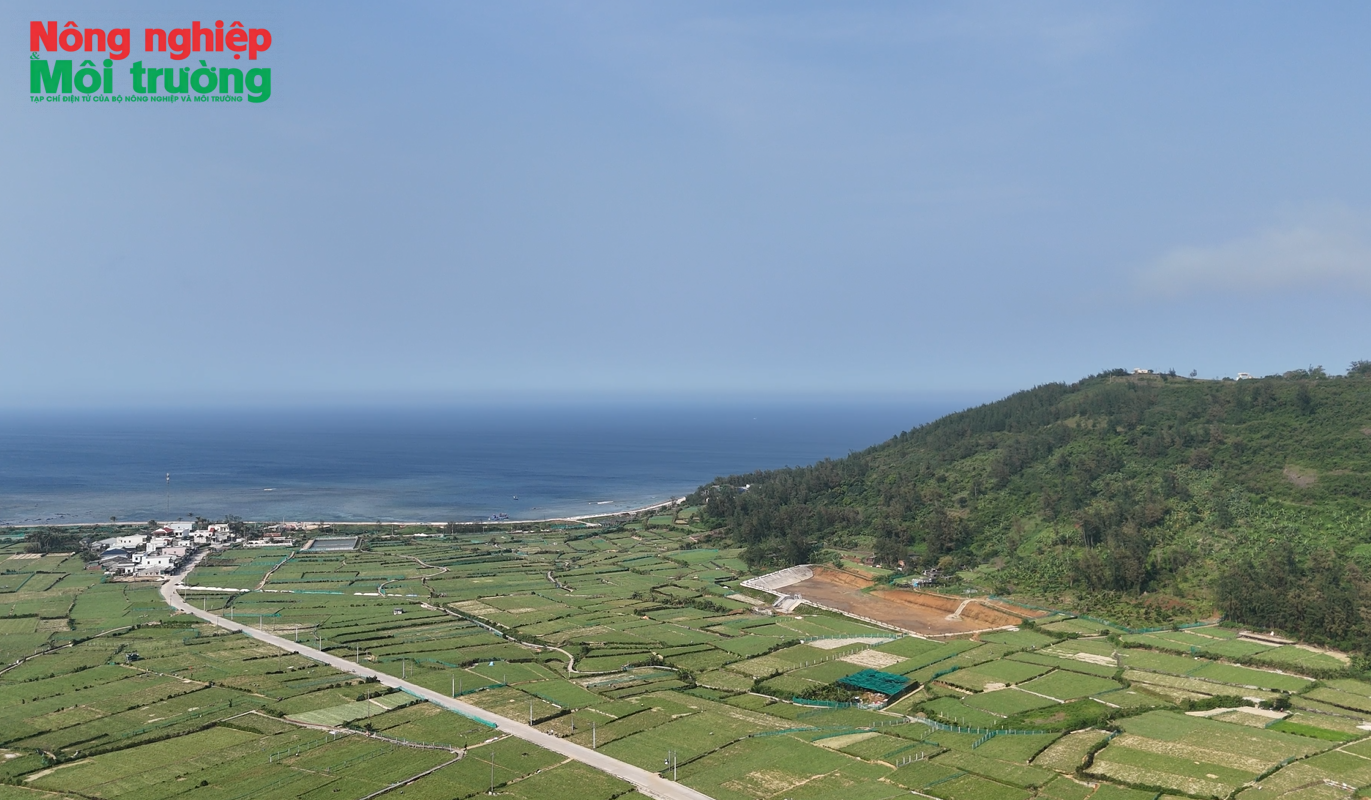 vquoc-hanh_1780886481.png