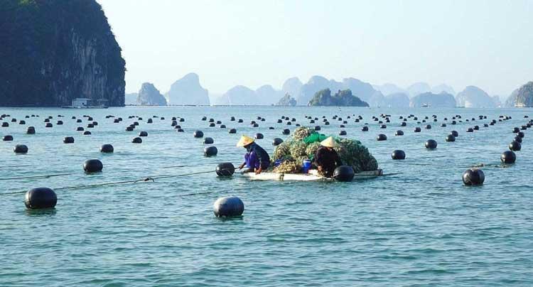 Quảng Ninh duy trì đà tăng trưởng sản lượng thủy sản