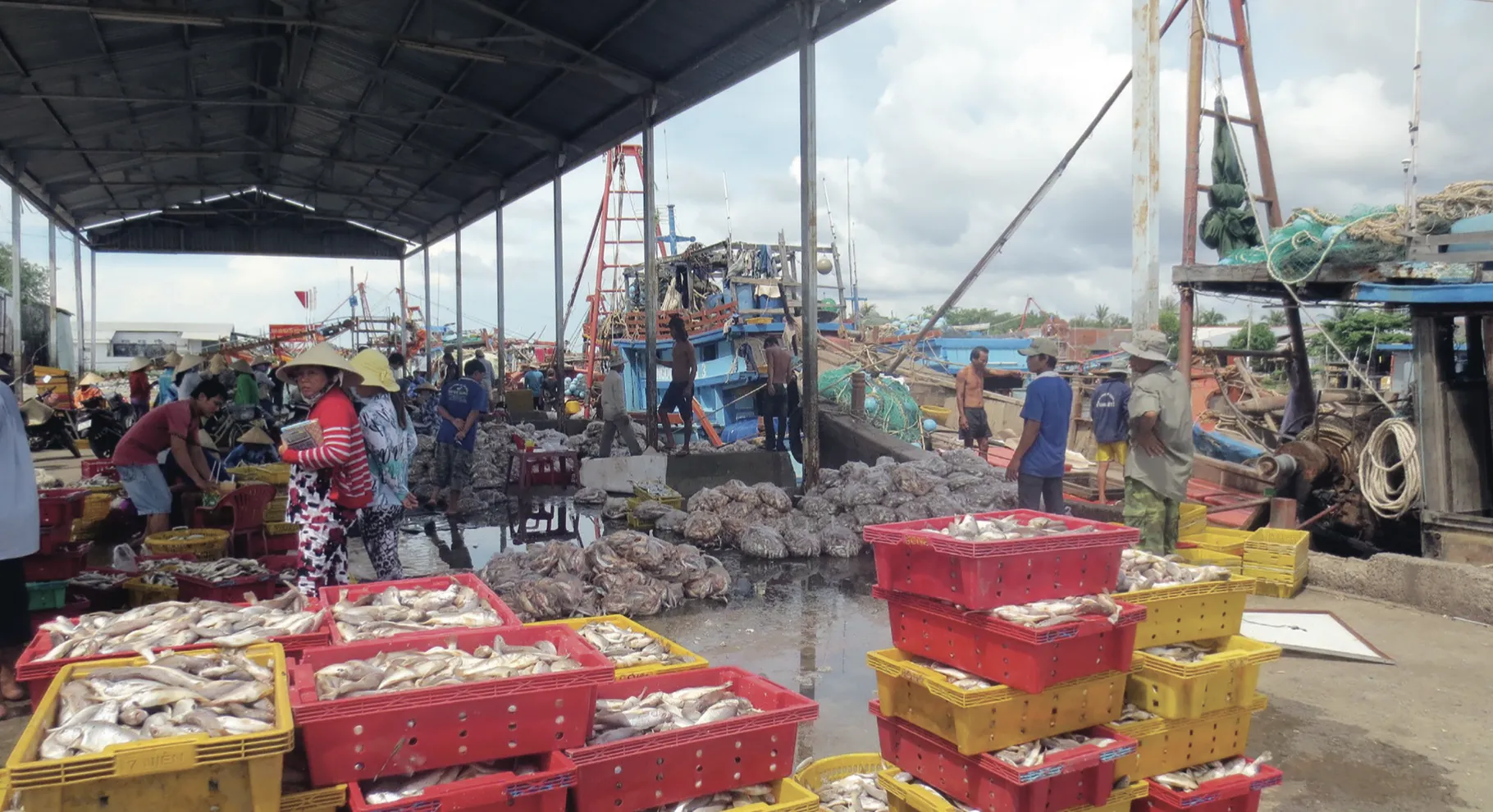 Quyết tâm gỡ “thẻ vàng” IUU, hướng tới nghề cá bền vững