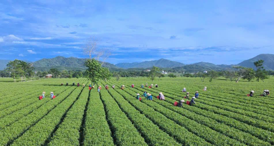 OCOP Hà Tĩnh: Phát triển theo chuỗi giá trị, nâng cao sức cạnh tranh nông thôn