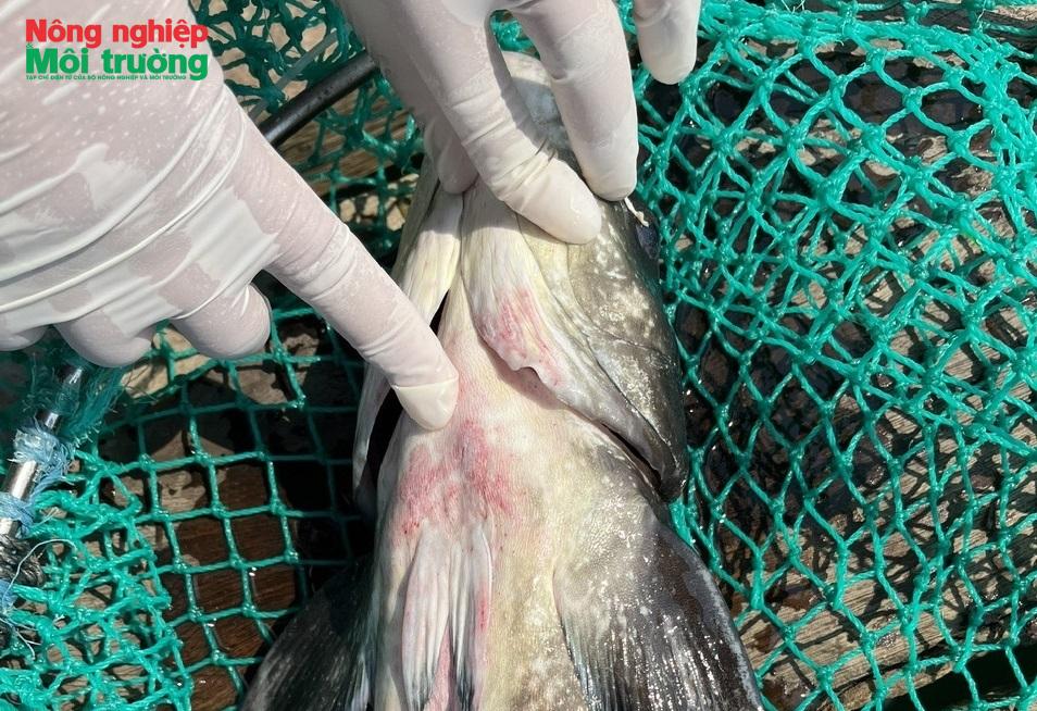 Khẩn trương xác định nguyên nhân cá bớp chết hàng loạt ở Lý Sơn