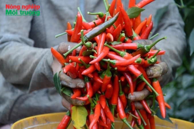 Giá ớt lao dốc, nông dân chật vật xoay xở