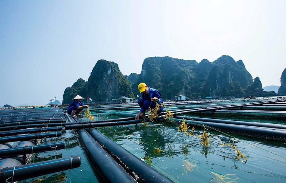 Khai phá “cánh đồng cuối cùng” của hành tinh: Tham vọng 20 tỷ USD từ nuôi biển Việt Nam