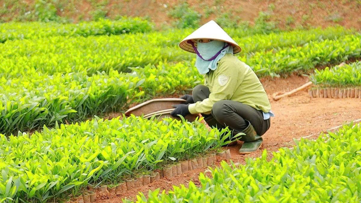 Nghệ An triển khai thực hiện quy định trồng rừng thay thế khi chuyển mục đích sử dụng rừng