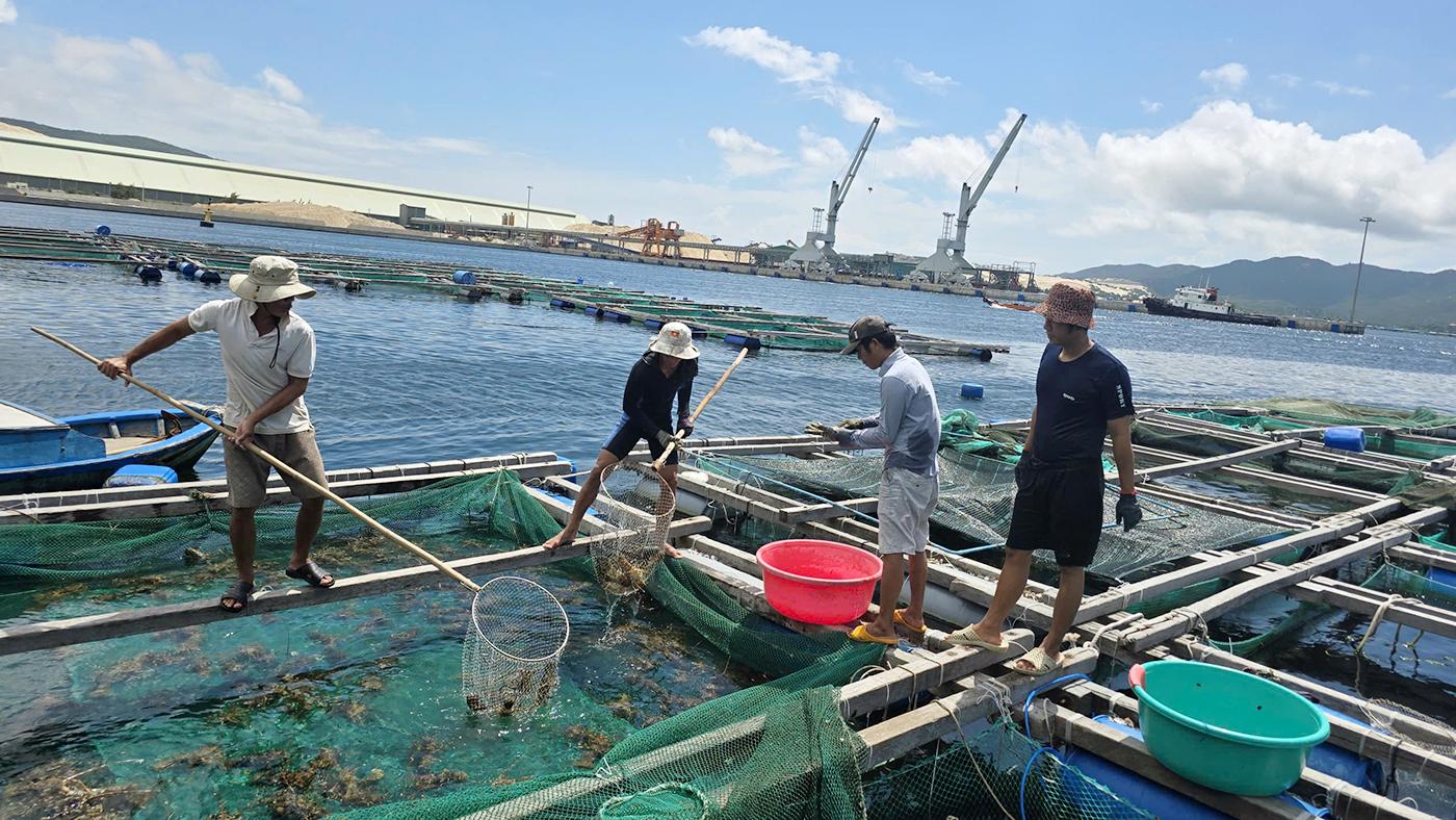 Xuất khẩu tôm hùm tăng 44,1% và những nút thắt cần tháo gỡ