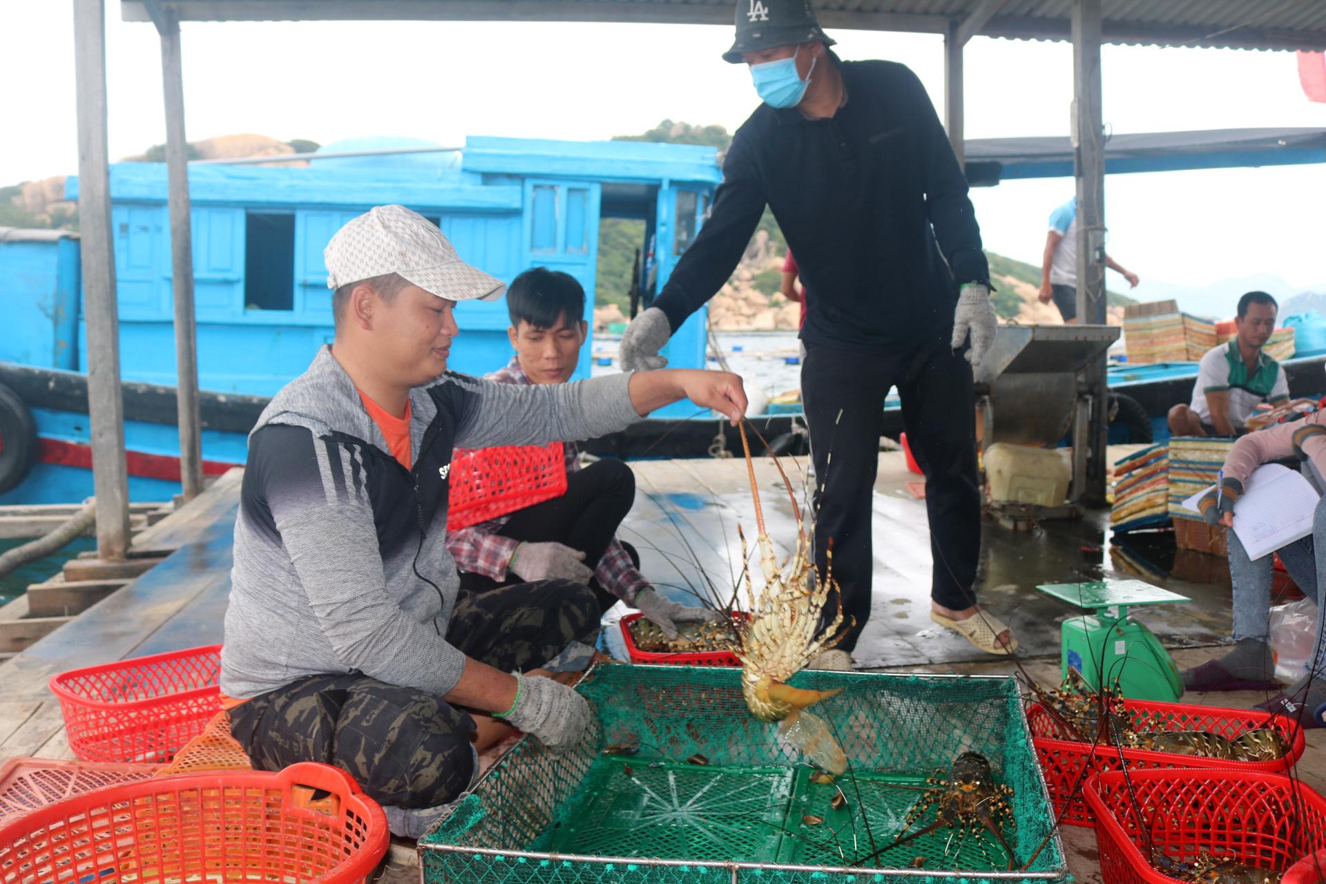 thu-hoach-tom-hum_1786336342.jpg