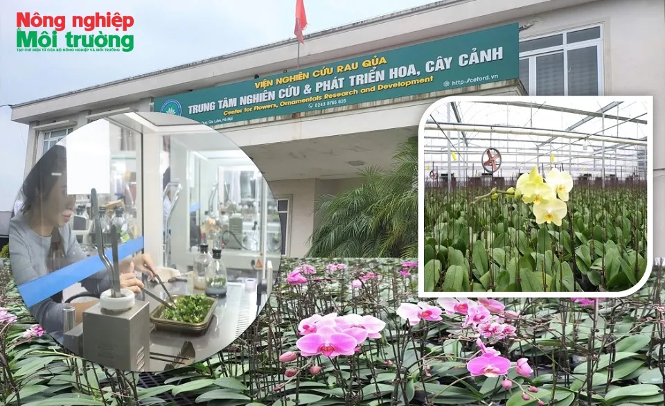 Công nghệ điều khiển lan hồ điệp ra hoa theo ý muốn tại Trung tâm Nghiên cứu và Phát triển Hoa, Cây cảnh