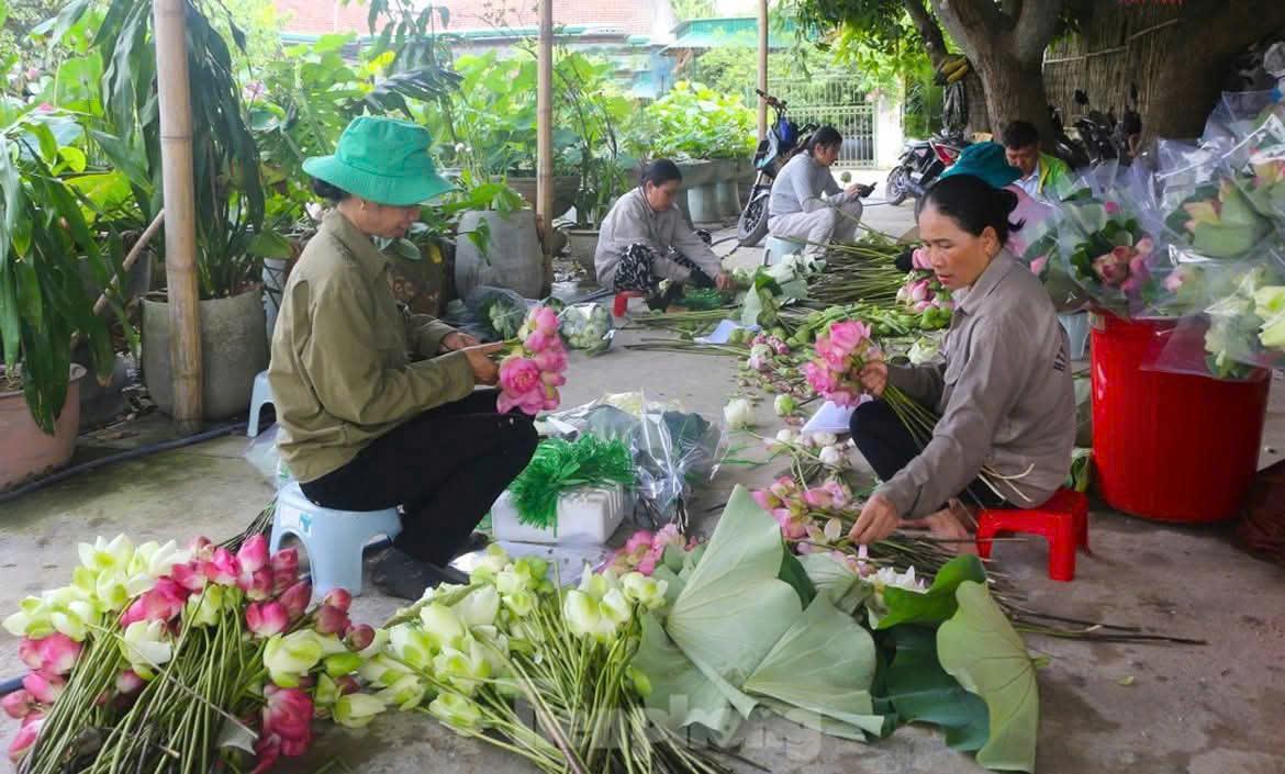 Kinh tế hợp tác trở thành động lực phát triển vùng nông thôn, miền núi