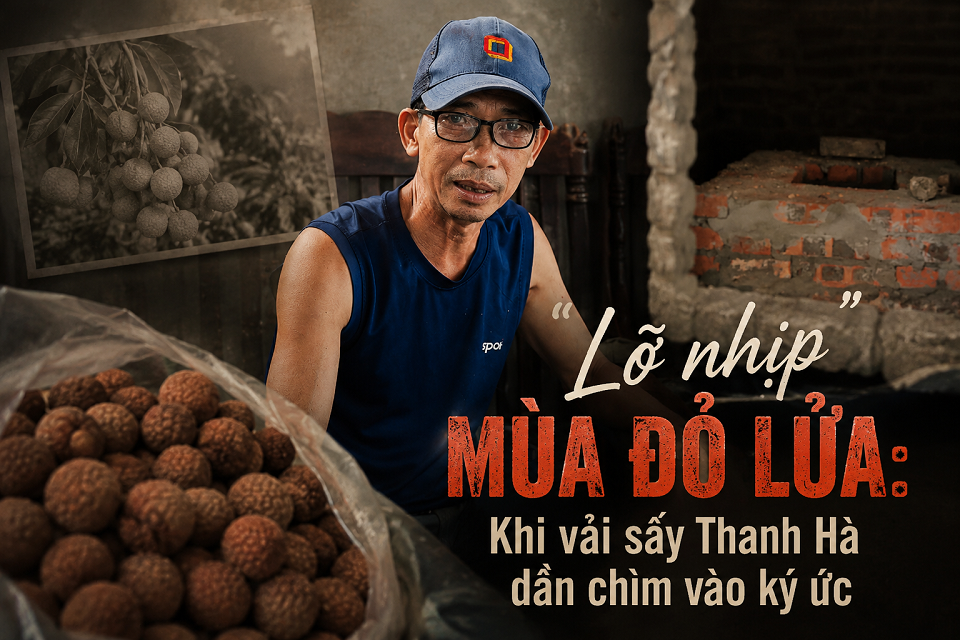 “Lỡ nhịp” mùa đỏ lửa: Khi vải sấy Thanh Hà dần chìm vào ký ức