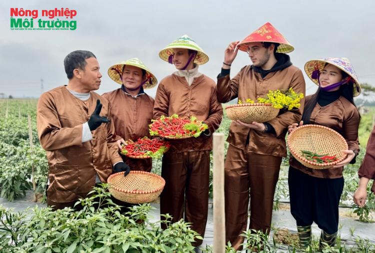 Hiệu quả từ mô hình liên kết trồng ớt xuất khẩu tại Hà Nội