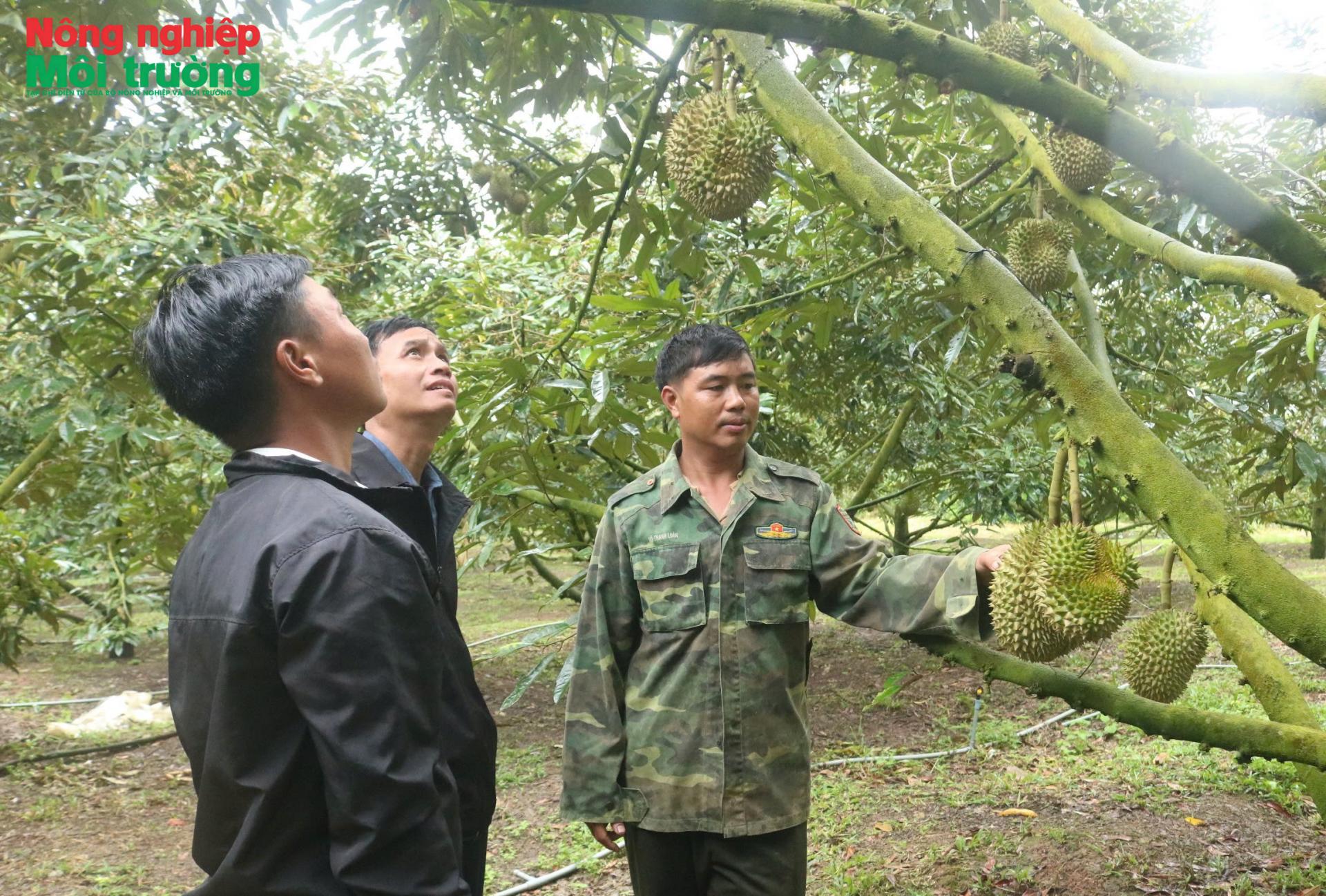 Người dân vùng cao đổi đời nhờ cây sầu riêng