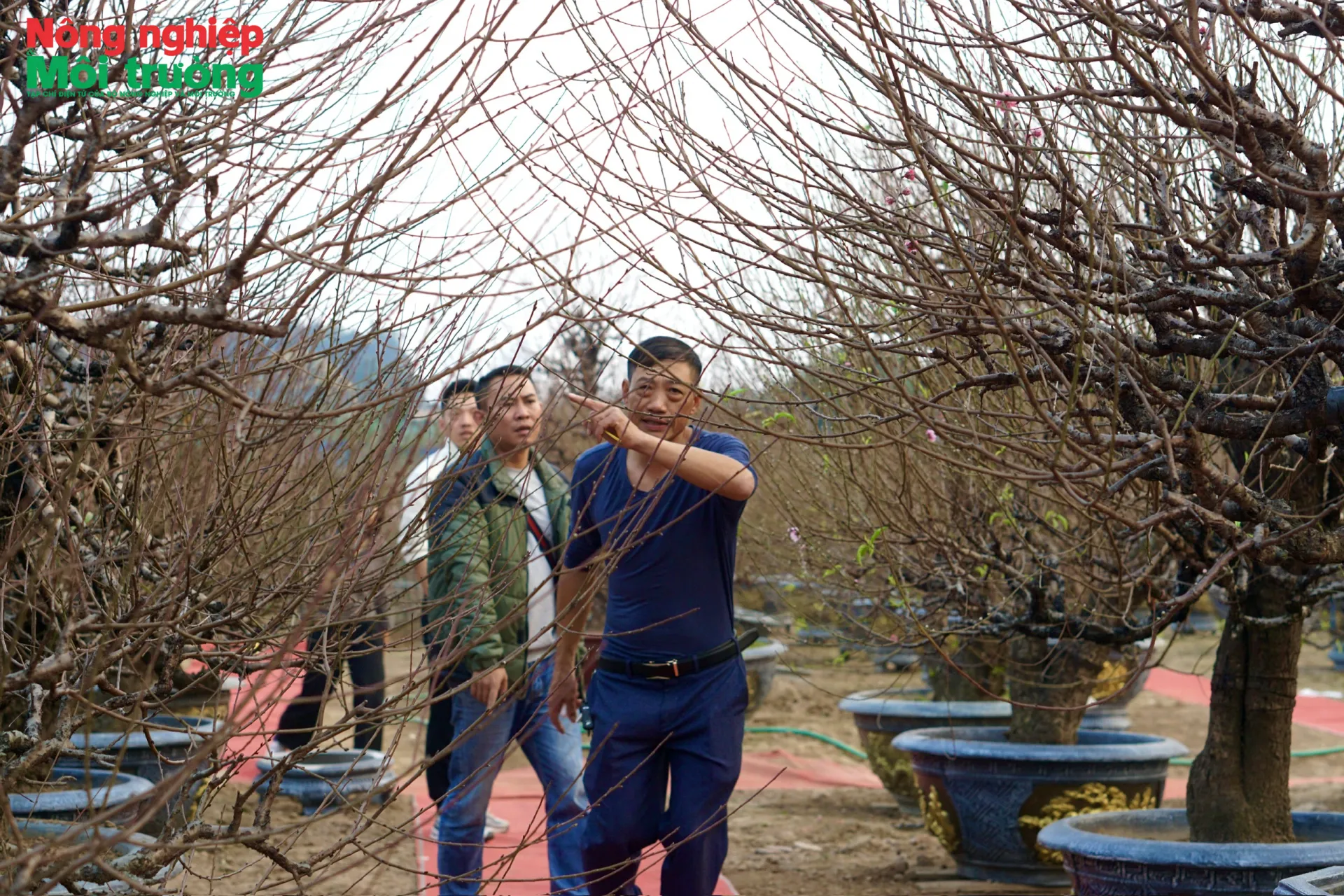 Làng đào Nhật Tân tất bật trước Tết Nguyên đán