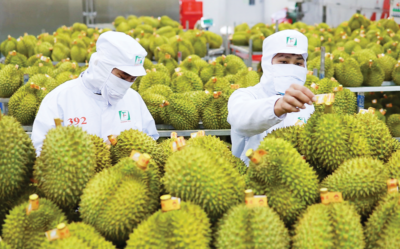Tái định vị ngành rau quả Việt Nam trong cuộc chơi mới