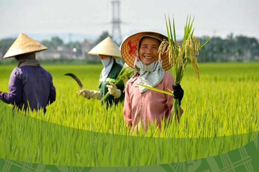 Gia Lai, Khánh Hòa chủ động ứng phó thời tiết, ổn định sản xuất vụ Đông Xuân 2025-2026